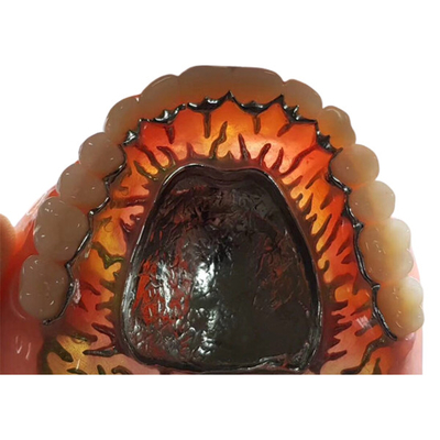 Plein FDA démontable 3014652903 dents composées de dentier de couronne de résine