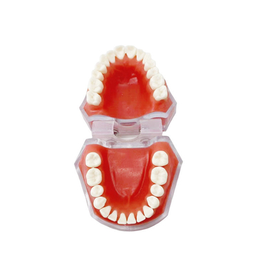 Modèles de dents détachables de matériaux dentaires apprenant à pratiquer l'extraction de dents