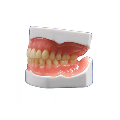 Couronne dentaire de zircone réaliste de forme fabriquant le modèle du dentier 3D